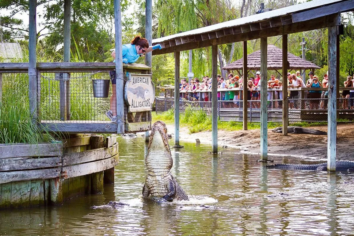 An outdoor scene featuring an alligator being fed by a person, with an engaged crowd of spectators watching the demonstration. The setting is lively, emphasizing wildlife observation and interactive, seasonal experiences available to guests.